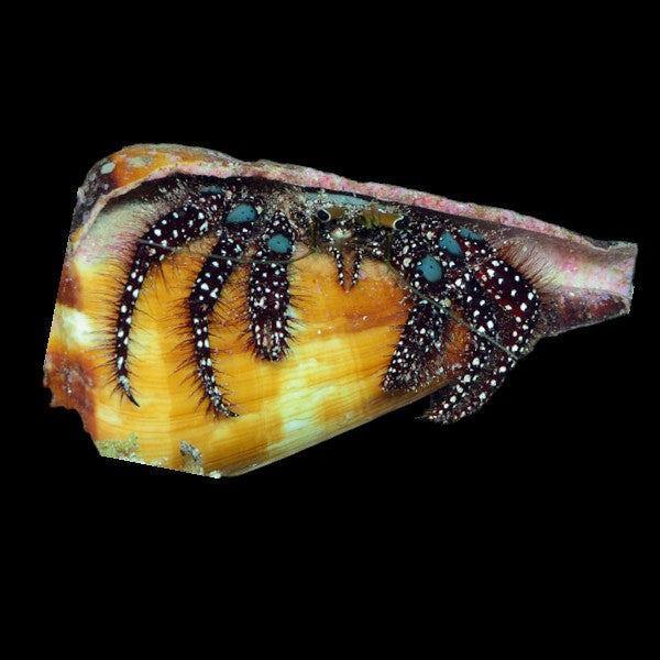 Black Blue Knee Hermit Crab (Large)