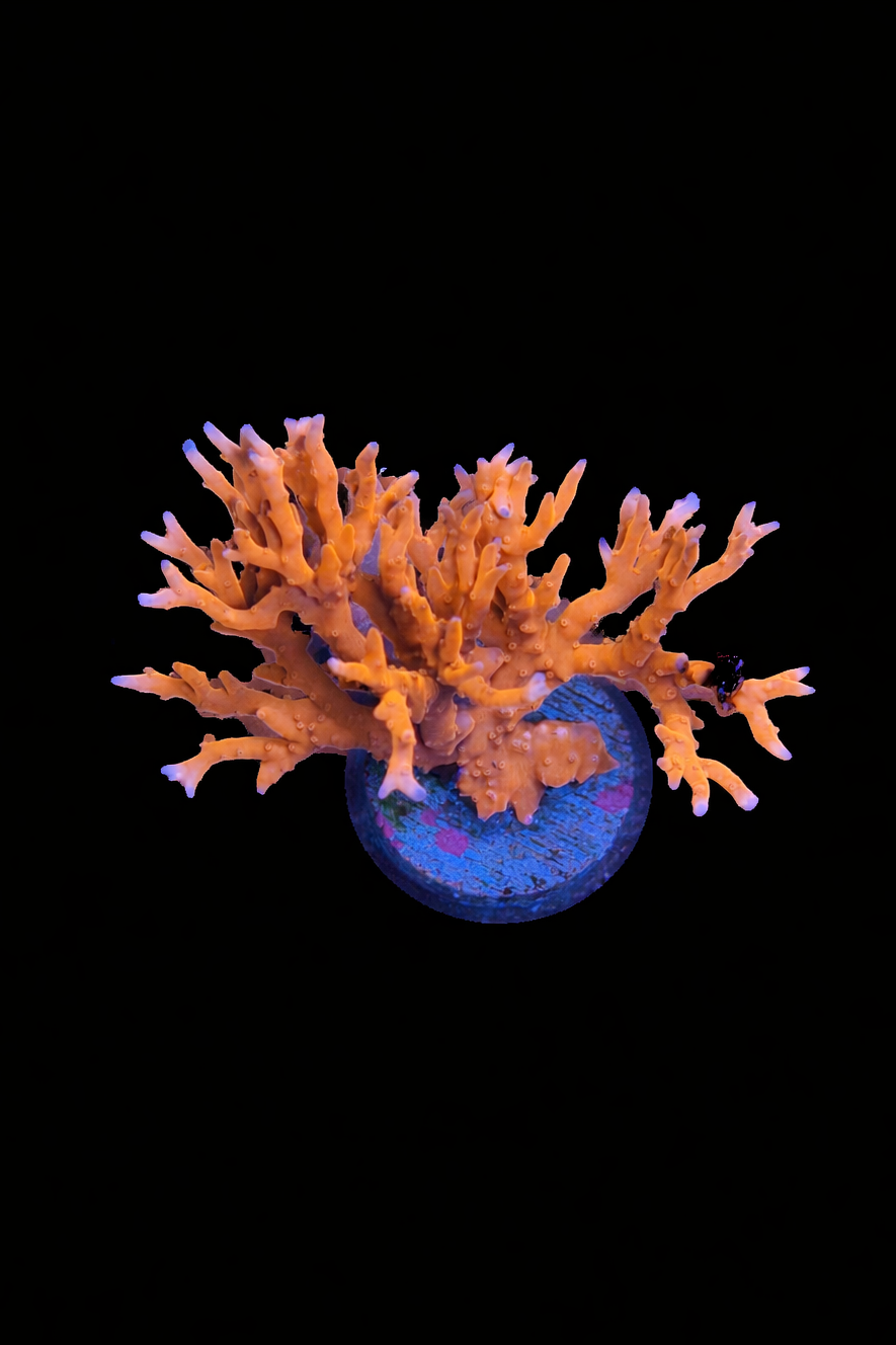 TNT Anacropora Large Frag