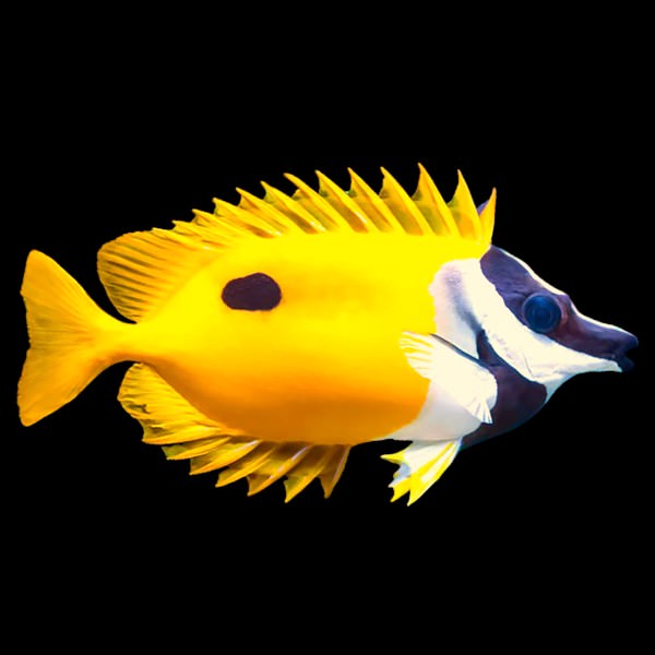 One Spot Foxface