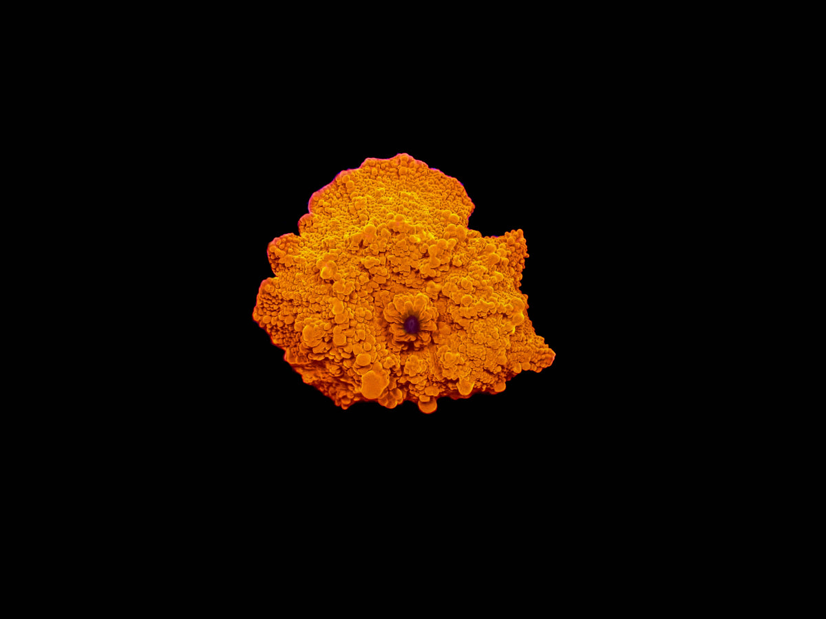 Discosoma Mushroom
