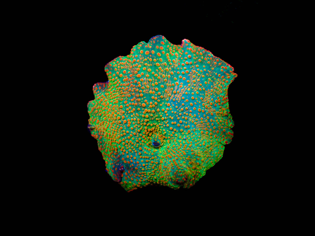 Orange Delight Discosoma Mushroom