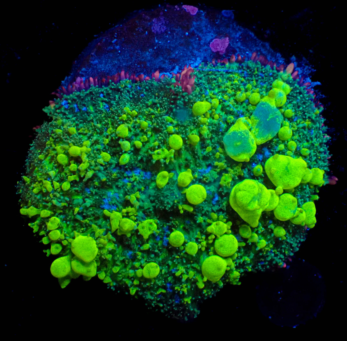 WYSIWYG Green Lantern Bounce Mushroom
