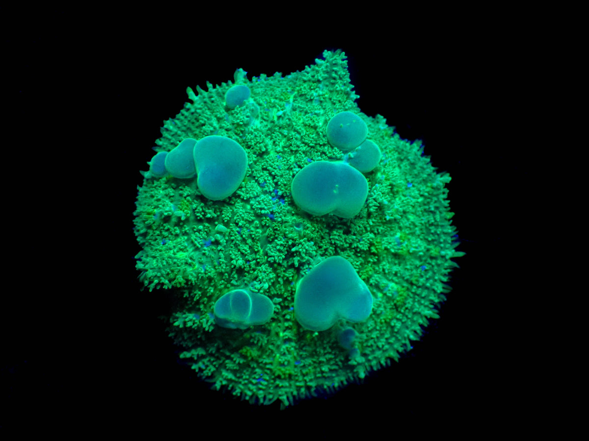WYSIWYG Hulk Bounce Mushroom