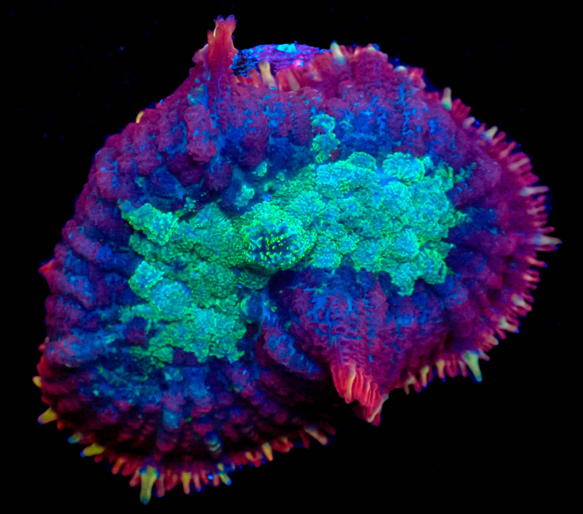 WYSIWYG Rhodactis Mushroom