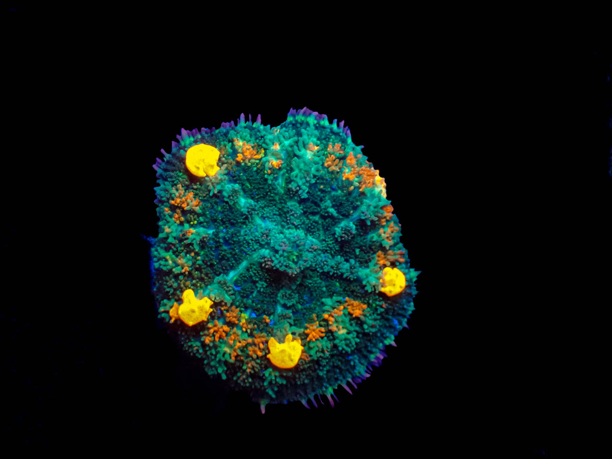 WYSIWYG Orange Pox Bounce Mushroom