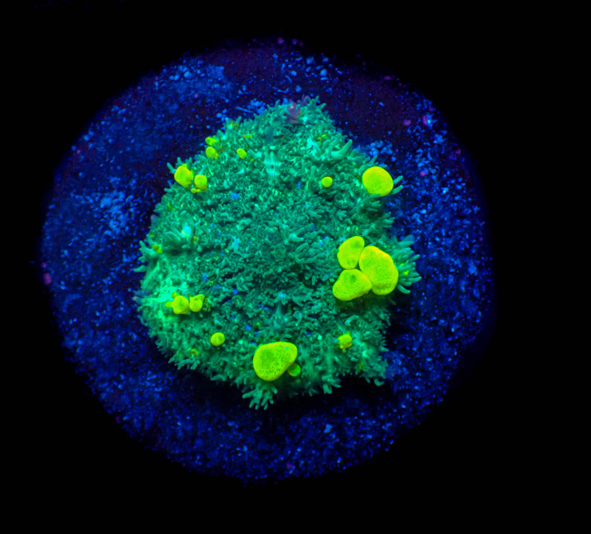 Fuzzy Lime Bounce Mushroom