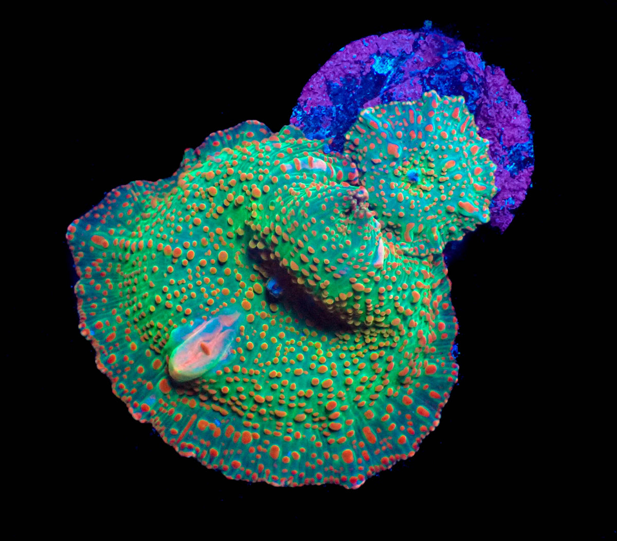 WYSIWYG Discosoma Mushroom