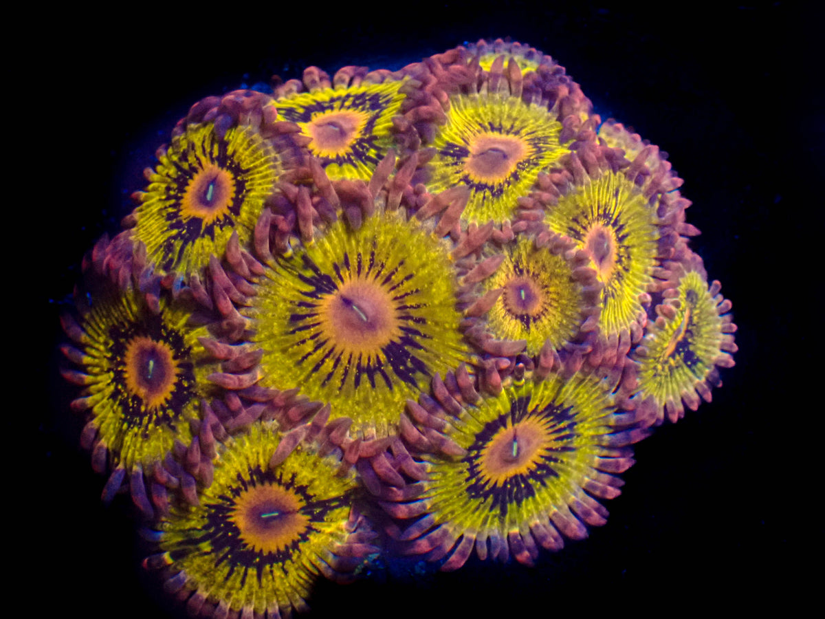 WYSIWYG Lemonhead Zoanthid