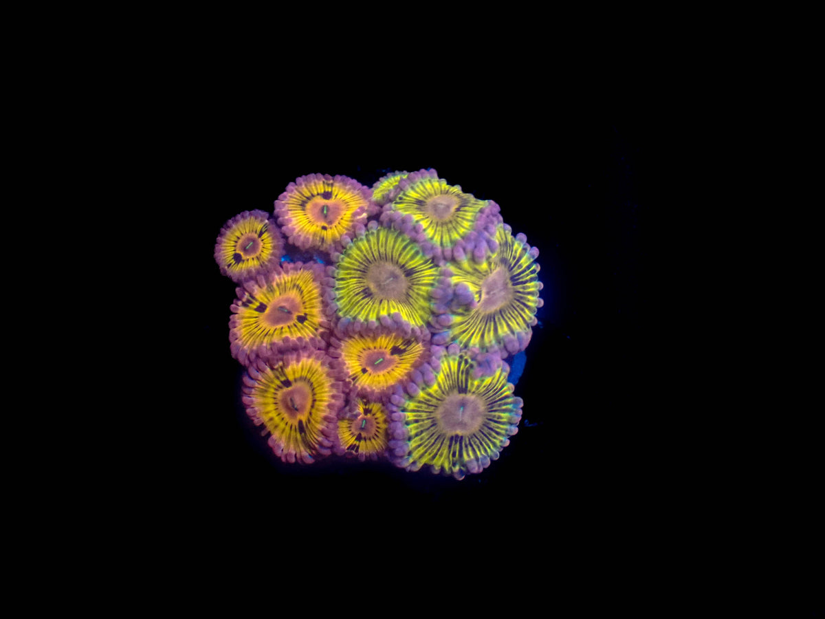 WYSIWYG Lemonhead Zoanthid