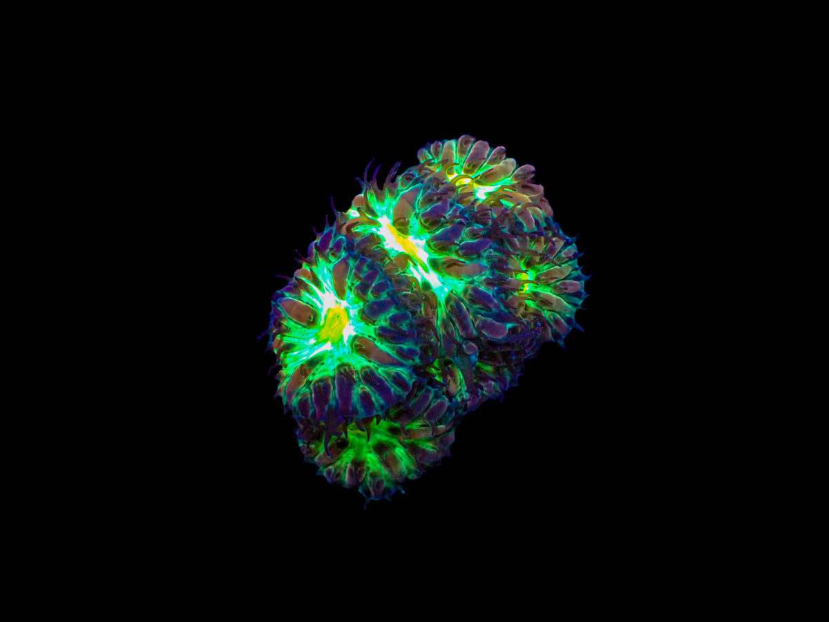 Blastomussa Merletti Frag