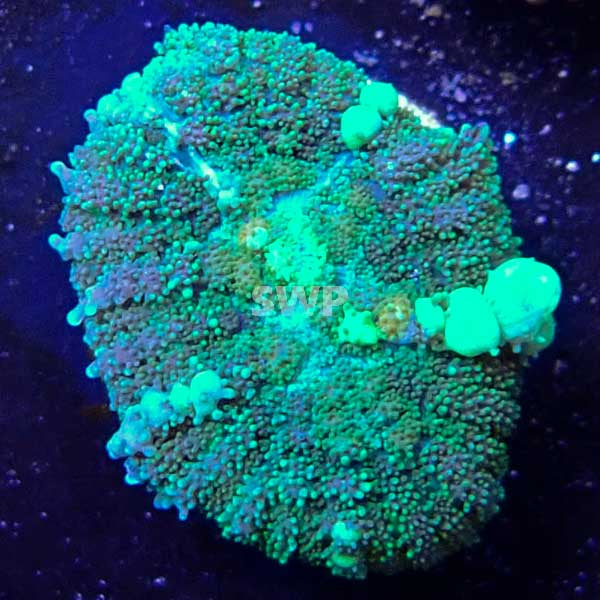 Green Bounce Mushroom